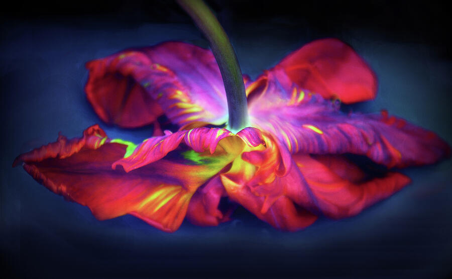 Flaming Tulip Rococo  Photograph by Jessica Jenney