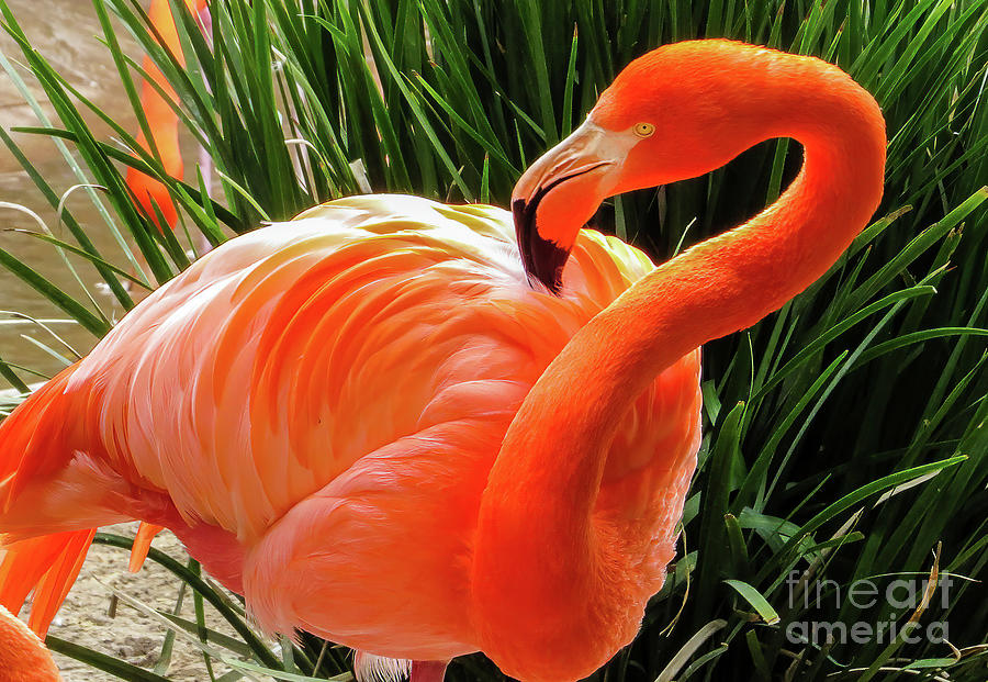 Flamingo Photograph - Flamingo 0236 by Stephen Parker