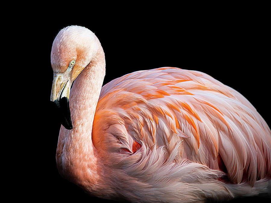 Feather Photograph - Flamingo 03 by Phil And Karen Rispin