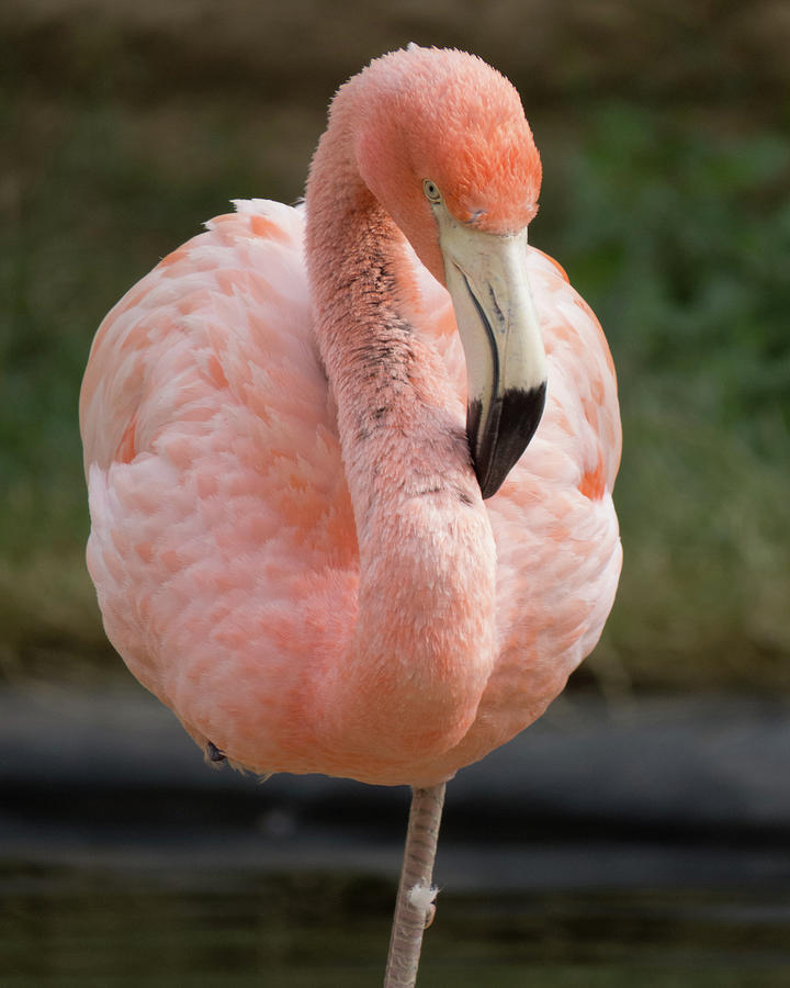 Flamingo 1 Photograph by Christy Garavetto