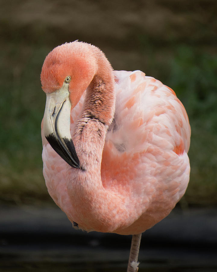 Flamingo 2 Photograph by Christy Garavetto