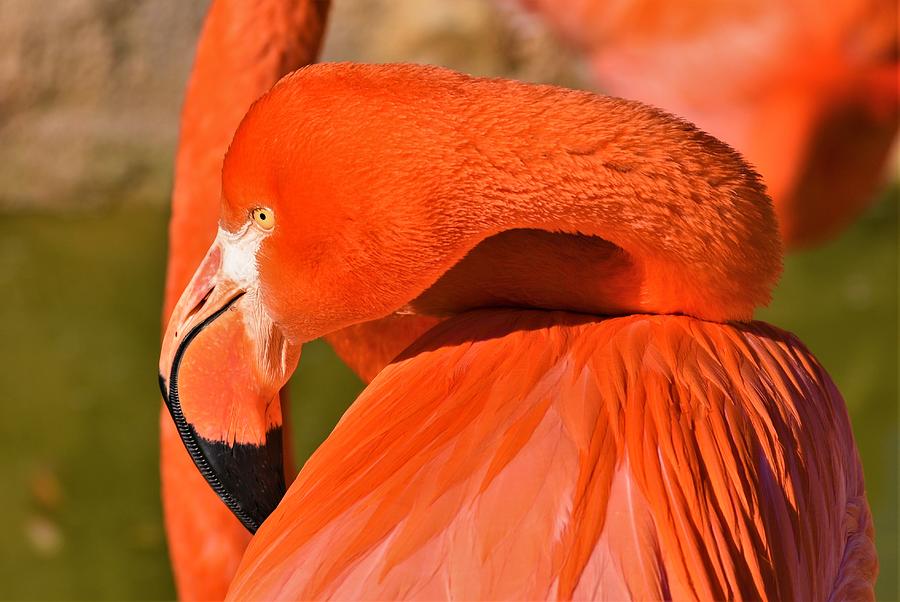 - Flamingo 2 - Order Phoenicopteriformes Photograph by THERESA Nye