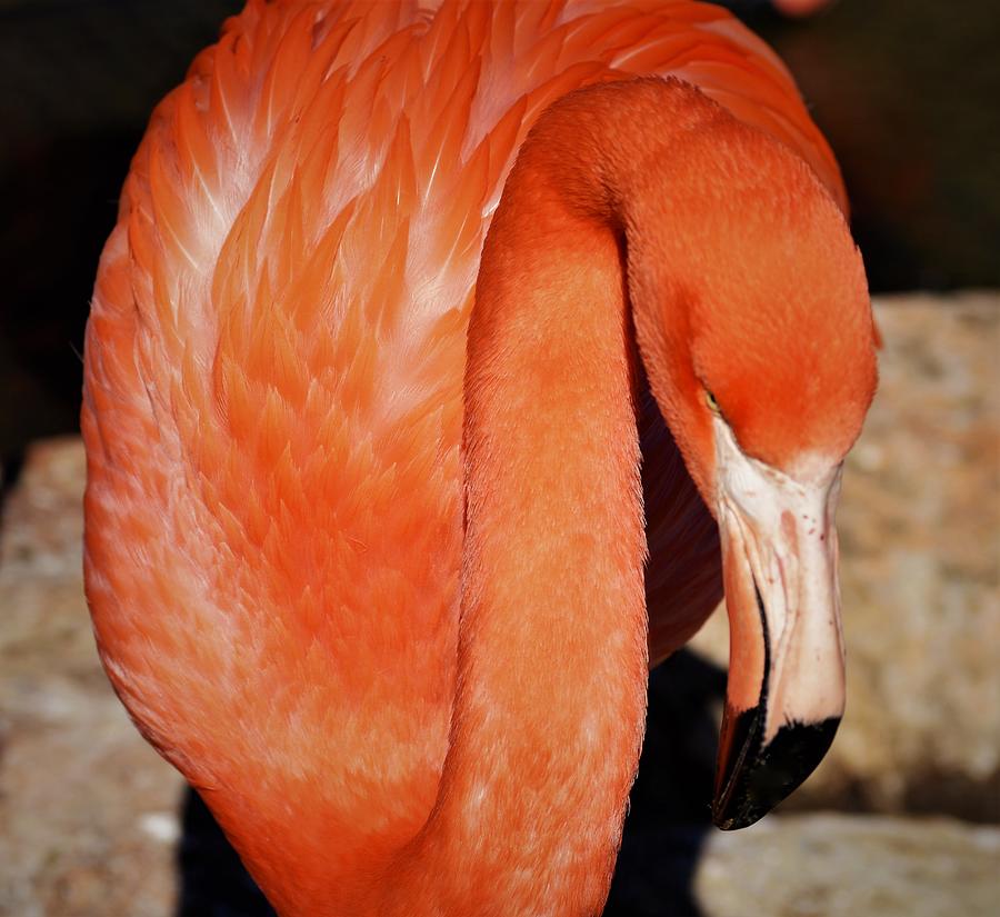 - Flamingo 2 Photograph by THERESA Nye