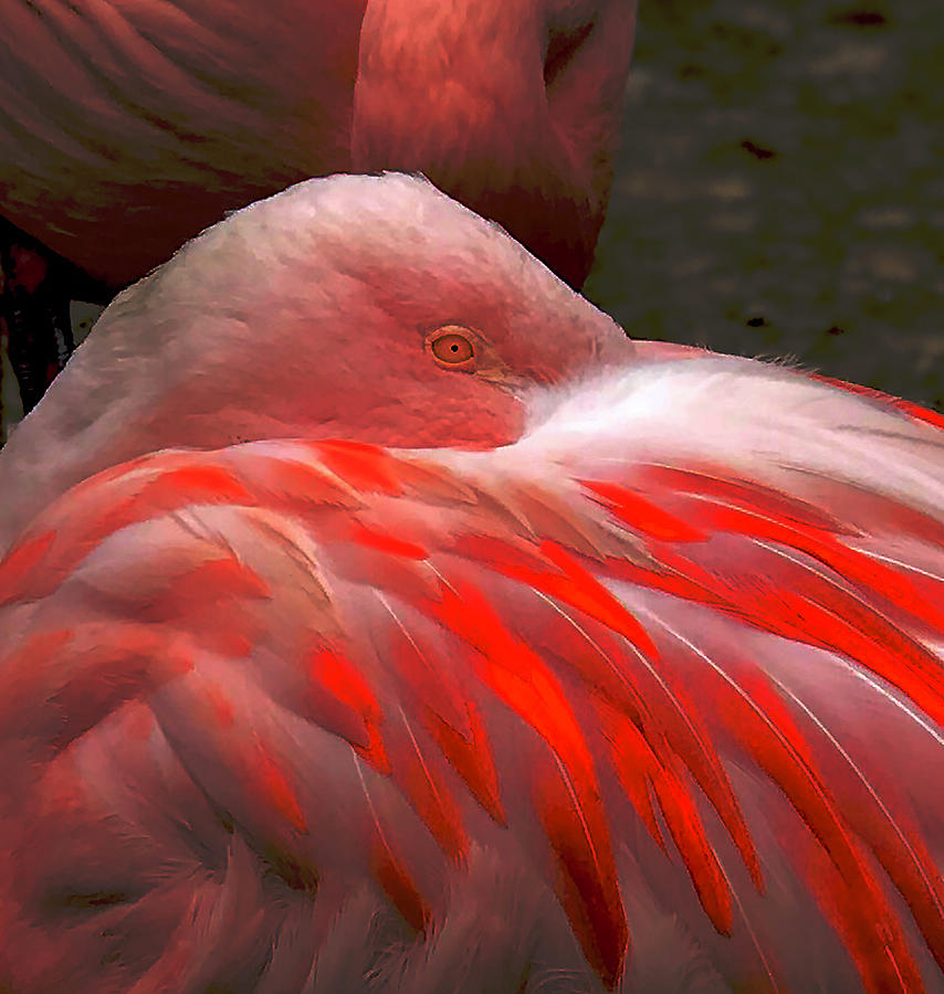 Flamingo Aflame Photograph by Lorraine Devon Wilke