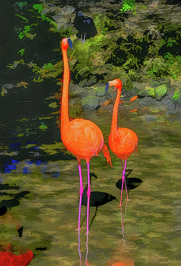 Flamingo Photograph by Alison Belsan Horton