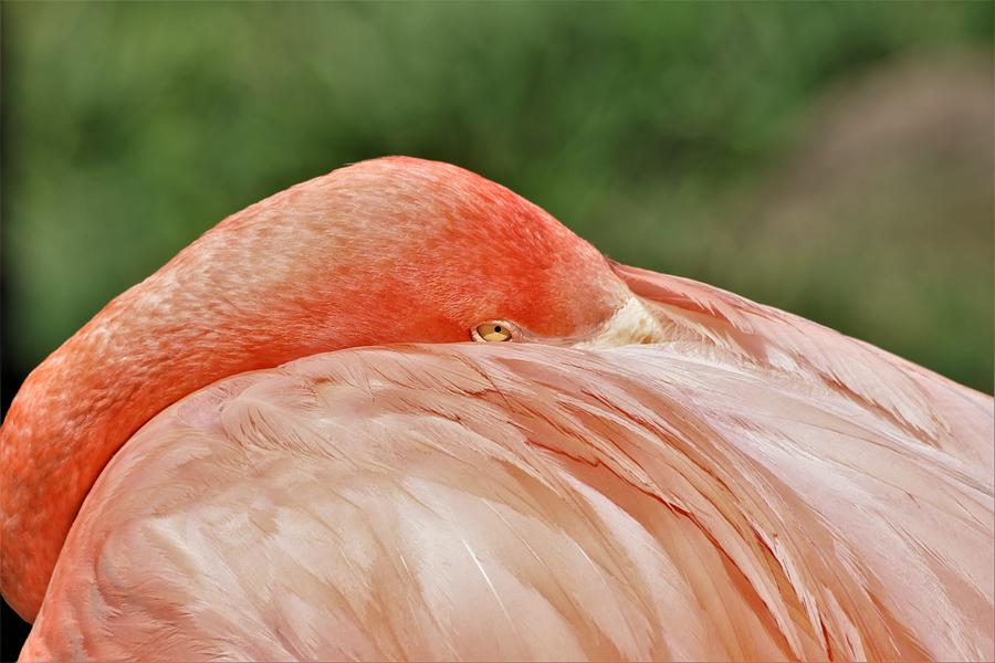 Flamingo All Tucked In Photograph by Sheila Brown
