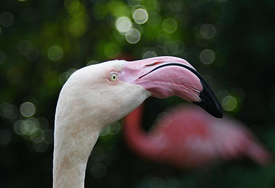 Flamingo And Bokeh Photograph by Fraida Gutovich