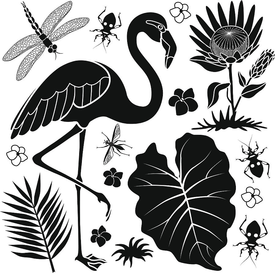 Flamingo And Taro Leaf Drawing by Kathykonkle