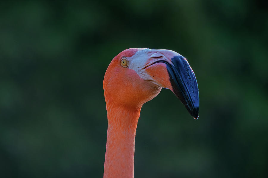 Flamingo Photograph by Angela Carrion Photography