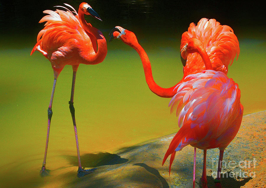Flamingo Argument Photograph by Diana Mary Sharpton