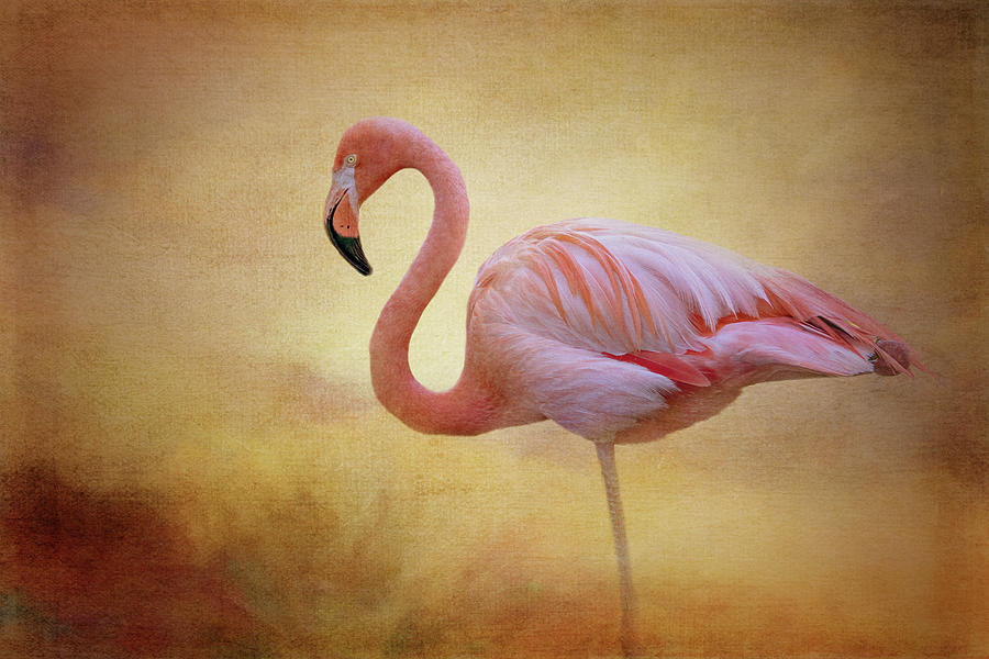 Flamingo at Dusk Digital Art by Terry Davis