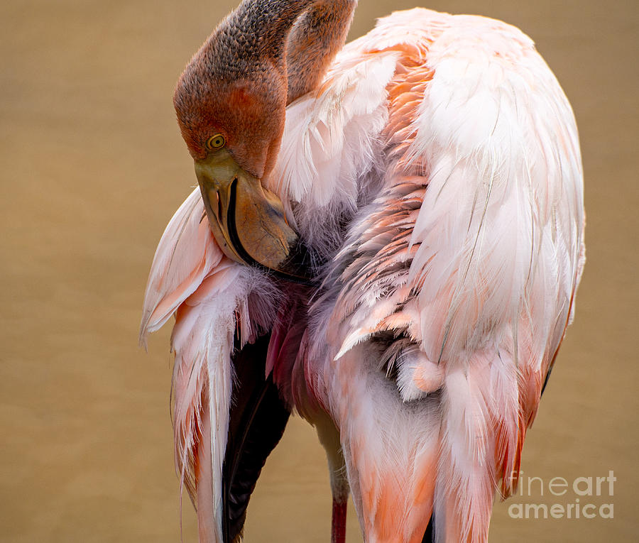 Flamingo at Jungle Gardens in Sarasota Florida Photograph by L Bosco