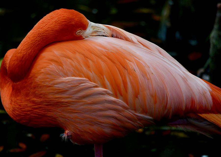 Flamingo Photograph - Flamingo at Rest by Richard Bryce and Family