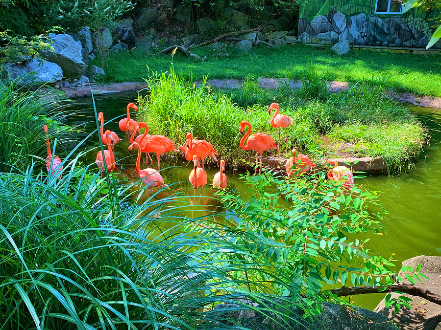 Flamingo Bay Photograph by Chris Montcalmo