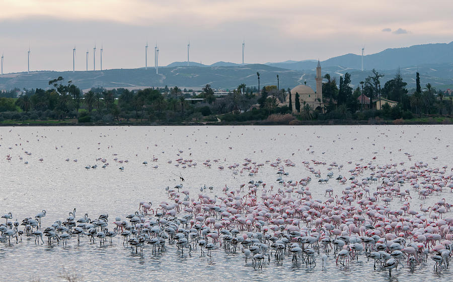 Flamingo Birds  feeding at the lake, Larnaca Cyprus. Photograph by Michalakis Ppalis