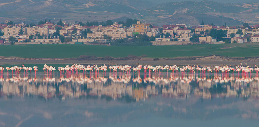 Flamingo birds, walking and feeding at the salt lake of Larnaca Cyprus. Photograph by Michalakis Ppalis