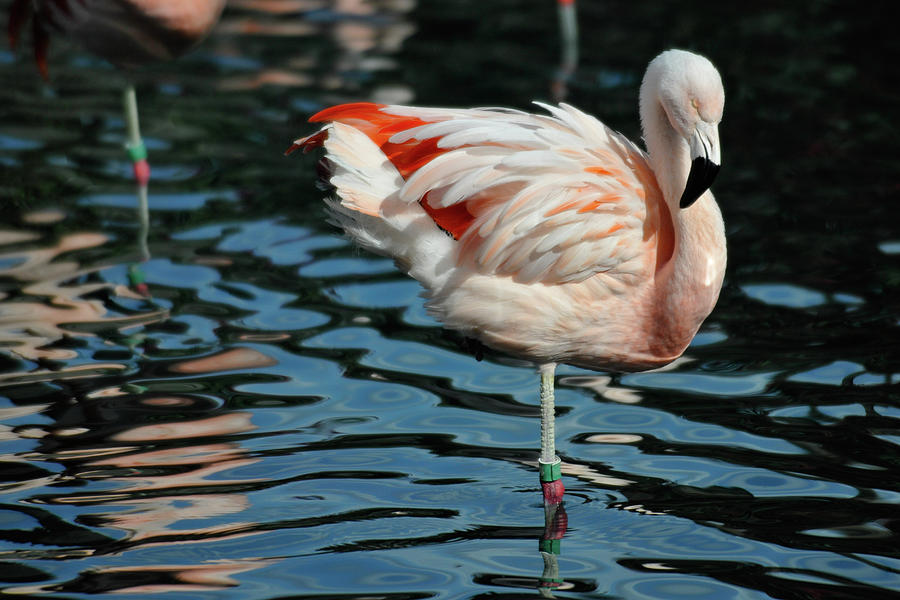 Flamingo Reflections Photograph by Bonnie Colgan