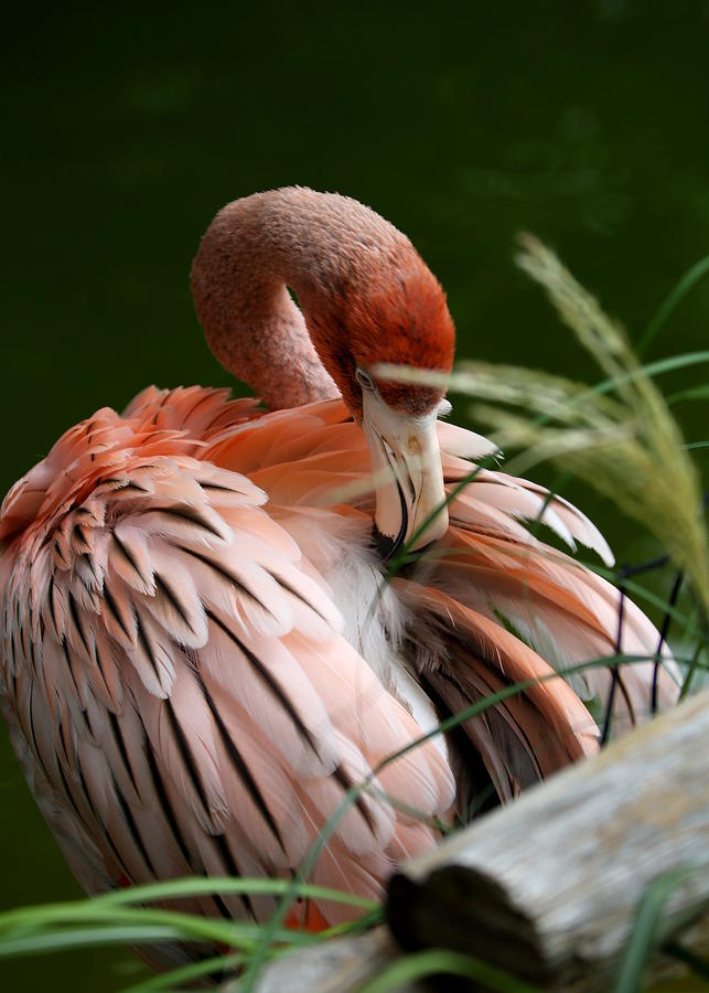 Flamingo Boudoir Photograph by Debi Dalio - Pixels