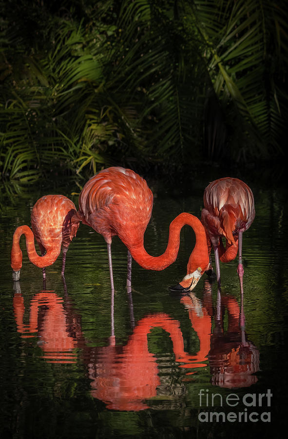 Flamingo Calm Reflections Photograph by Liesl Walsh