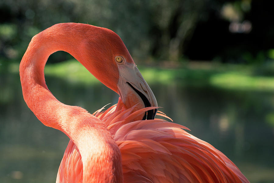 Flamingo Photograph by Carolyn Hutchins