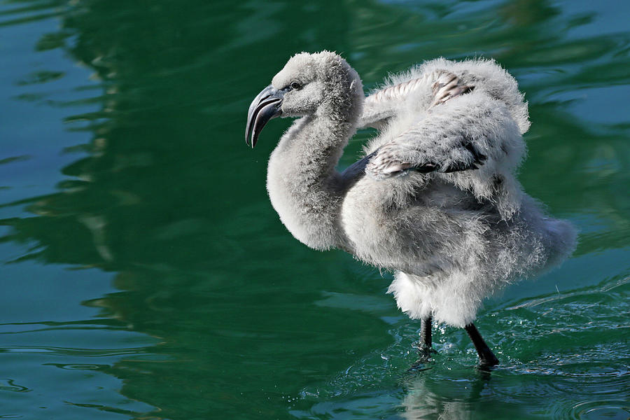 Flamingo Chick Photograph by Shoal Hollingsworth