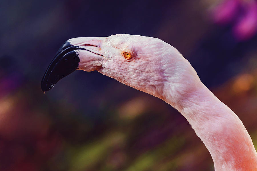 Flamingo Close Up Photograph by April Reppucci