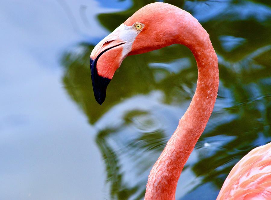 Flamingo Closeup  Photograph by Warren Thompson