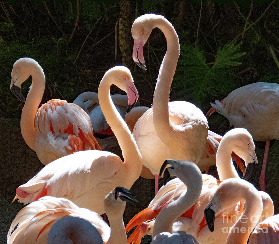 Flamingo Couple Photograph by Cheryl Del Toro