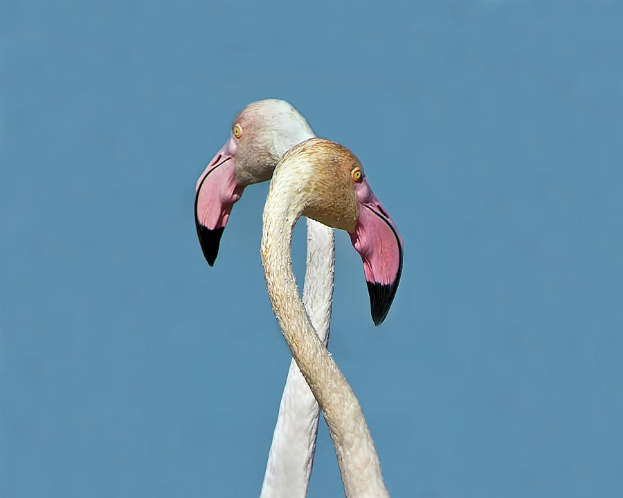 Flamingo Couple Photograph by CR Courson