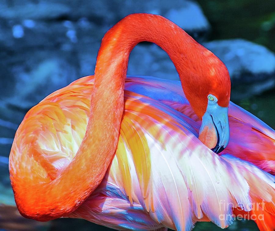 Flamingo Photograph - Flamingo by D Davila