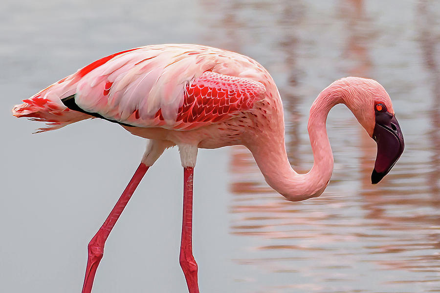 Flamingo Photograph by David Hart
