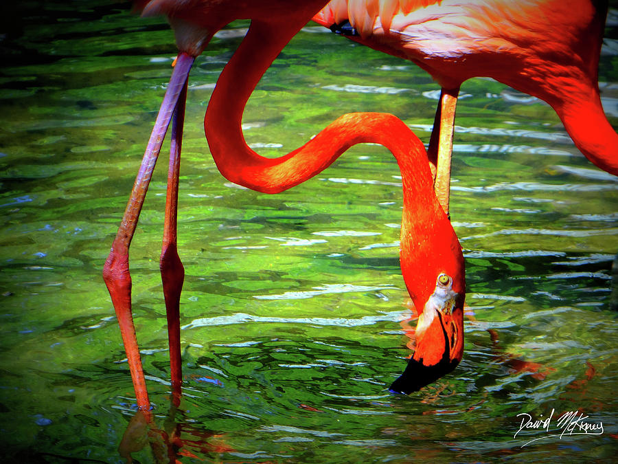 Flamingo Photograph - Flamingo by David McKinney