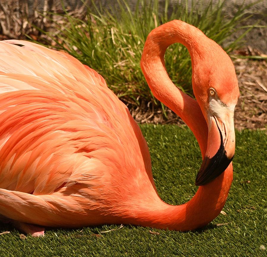 Flamingo Photograph by Deb Stone - Fine Art America