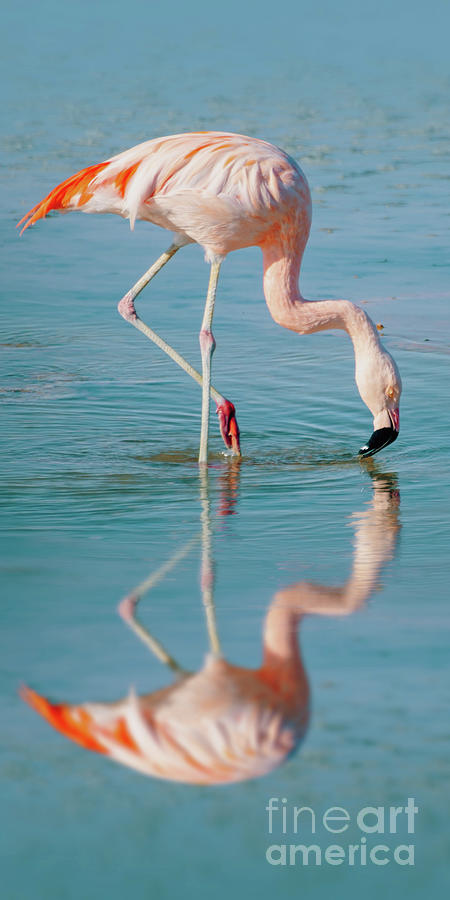 Flamingo, perfect water reflection Photograph by Delphimages Photo Creations