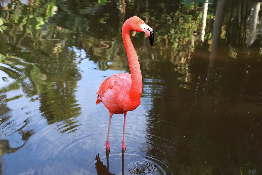 Flamingo Photograph - Flamingo  by Dianna Tatkow