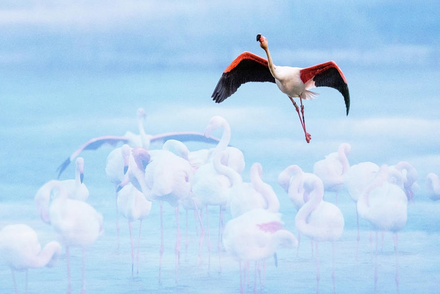 Flamingo dreams Photograph by Jean Gill