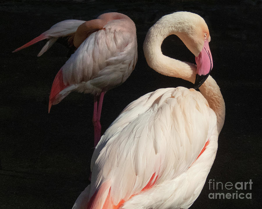 Flamingo Elegance Photograph by Cheryl Del Toro