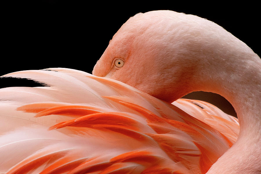 Flamingo Photograph by Eric Abernethy