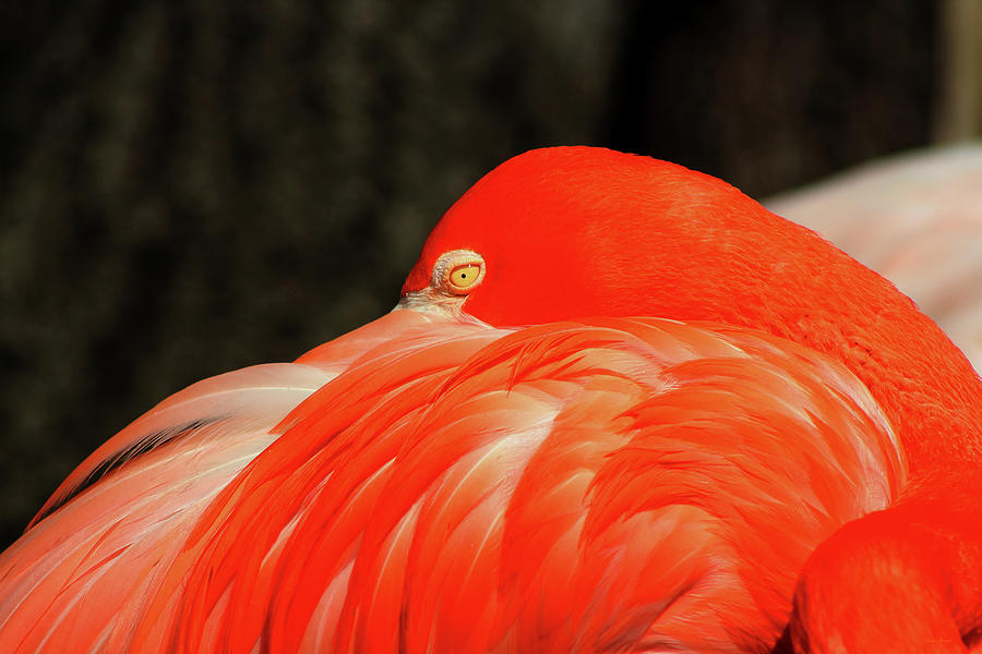 Flamingo Eye Photograph by Linda Sannuti