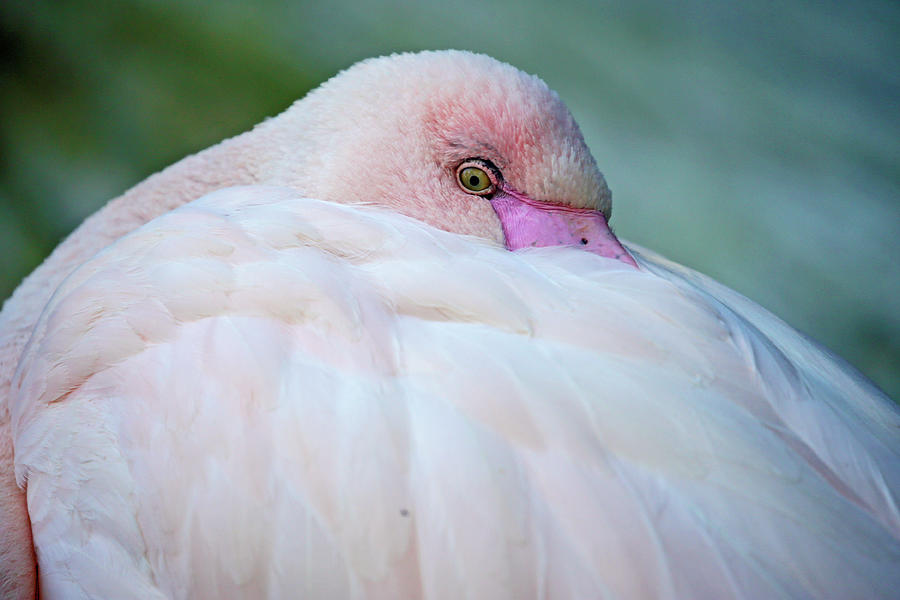Flamingo Eye Photograph by Shoal Hollingsworth