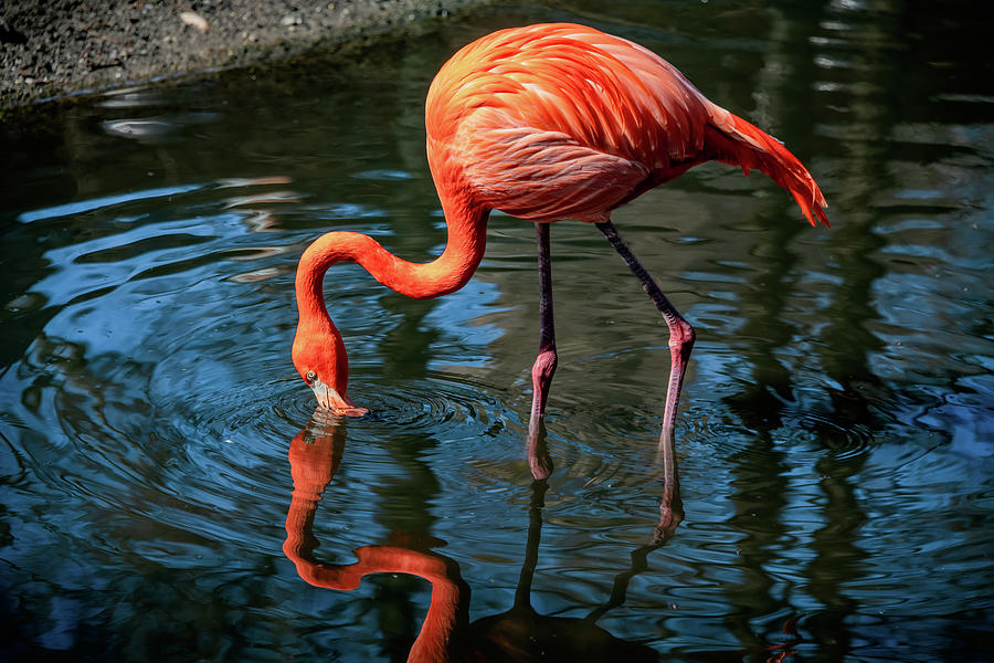 Flamingo Fantasy Photograph by Marcy Wielfaert