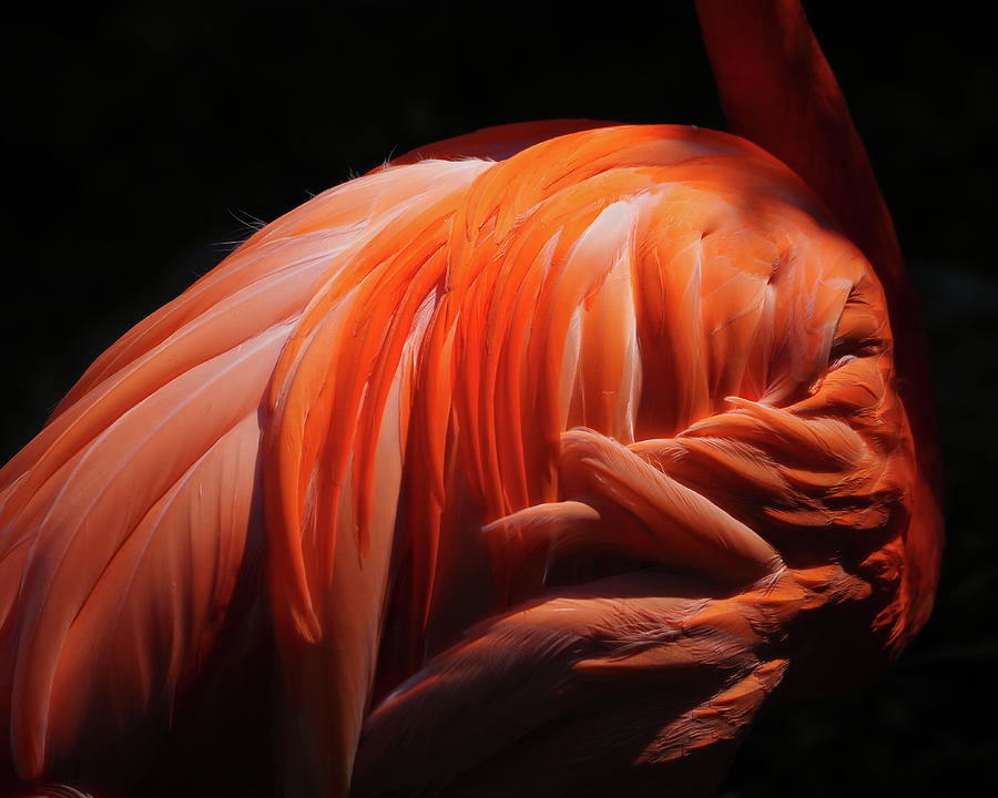 Flamingo Feathers Photograph by Bill Swartwout