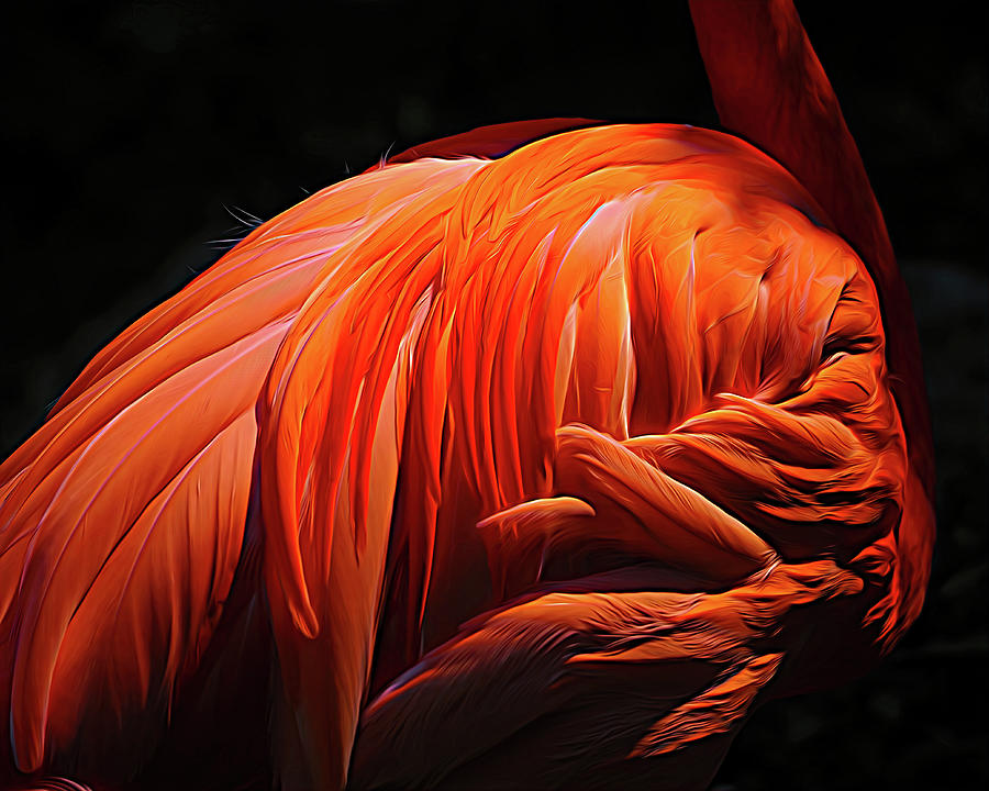 Flamingo Feathers Expressionism Photograph by Bill Swartwout