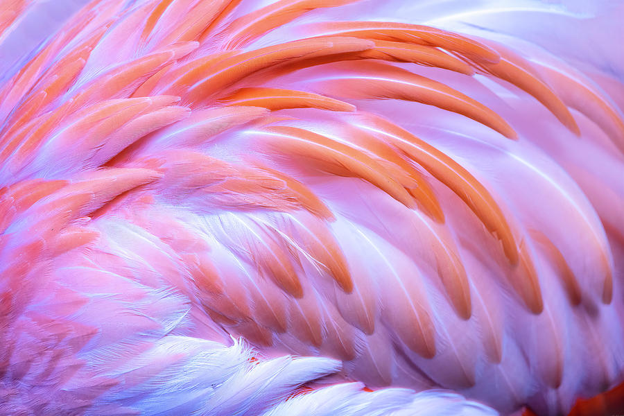 Flamingo Feathers I Photograph by Patti Deters - Fine Art America