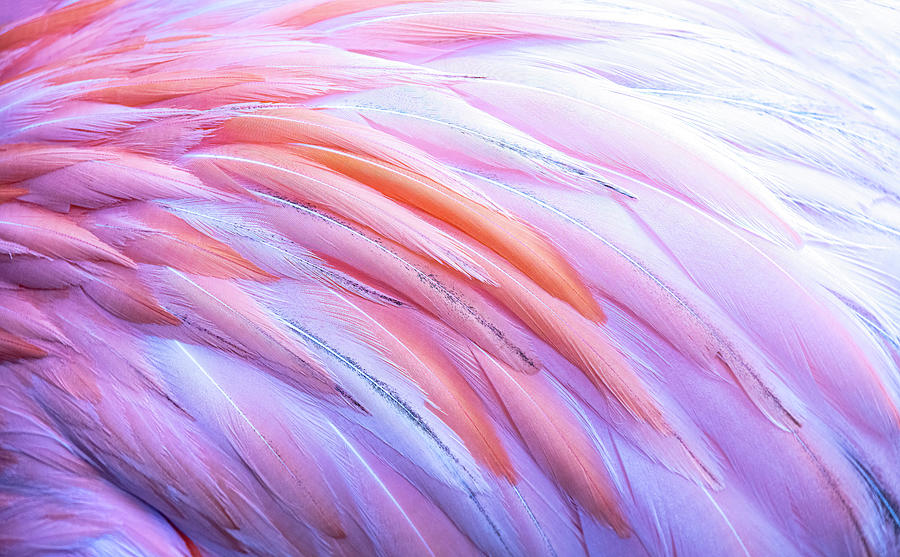 Flamingo Feathers II Photograph by Patti Deters