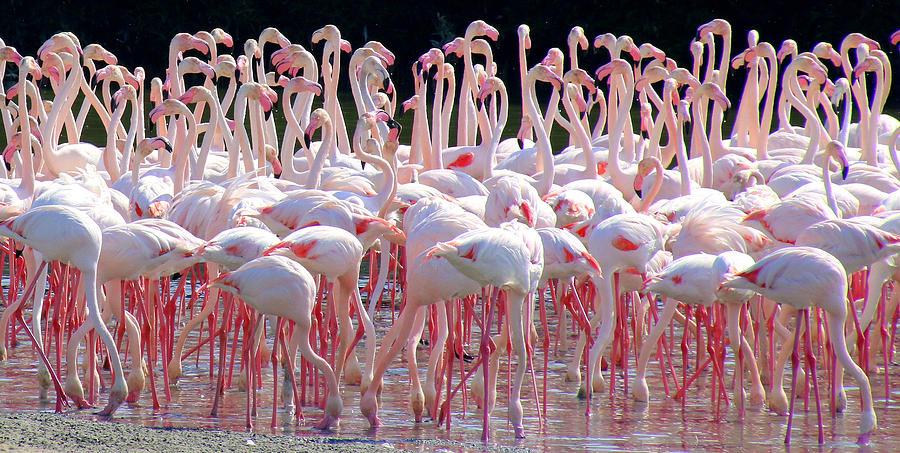 Flamingo flock, Ras al Khor Sanctuary, Dubai Photograph by Frans Sellies