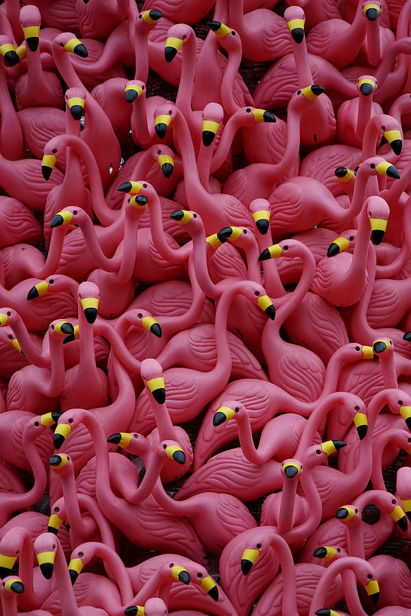 Flamingo flurry Photograph by Richard Reeve