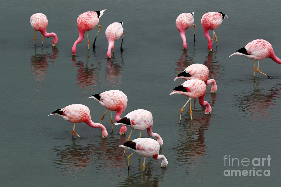 Flamingo formations Photograph by James Brunker