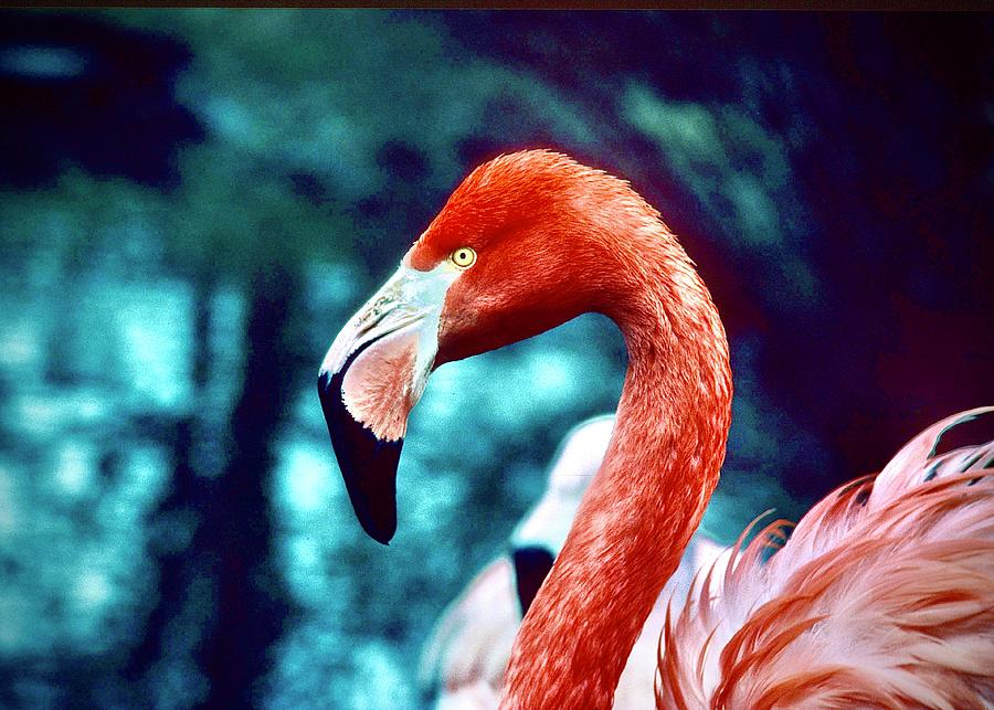 Flamingo Photograph by Gordon James