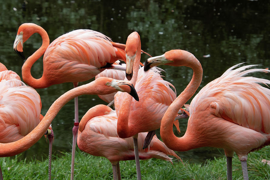 Flamingo Gossip Photograph by Robert Wilder Jr